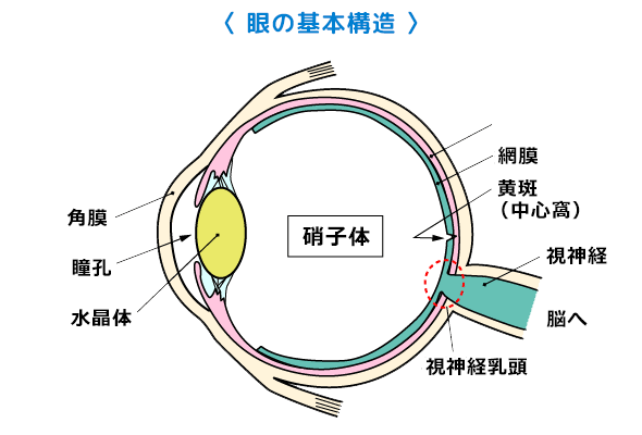 硝子体(しょうしたい)と網膜について